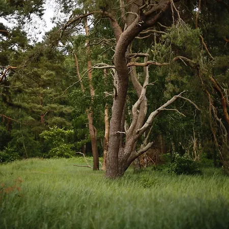 Waldhaus Am * ルブミン