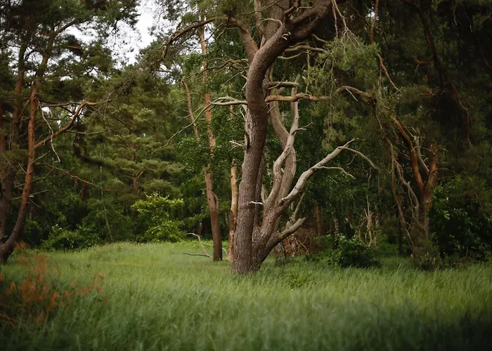 Waldhaus Am * Лубмин